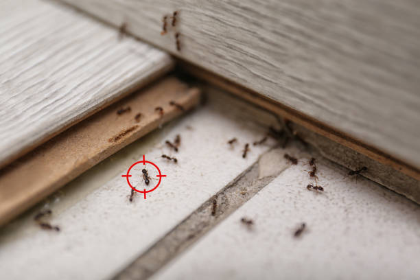Best Termite Control Services  in Meyers, CA