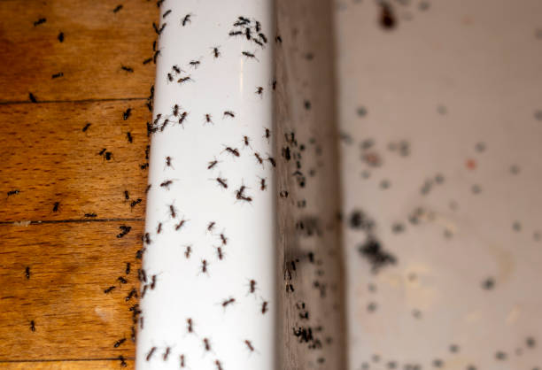 Best Ant Control Services  in Meyers, CA