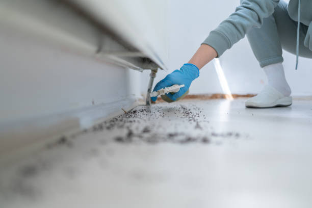 Best Termite Control Services  in Meyers, CA